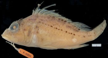 Media type: image;   Ichthyology 157181 Aspect: lateral,description
